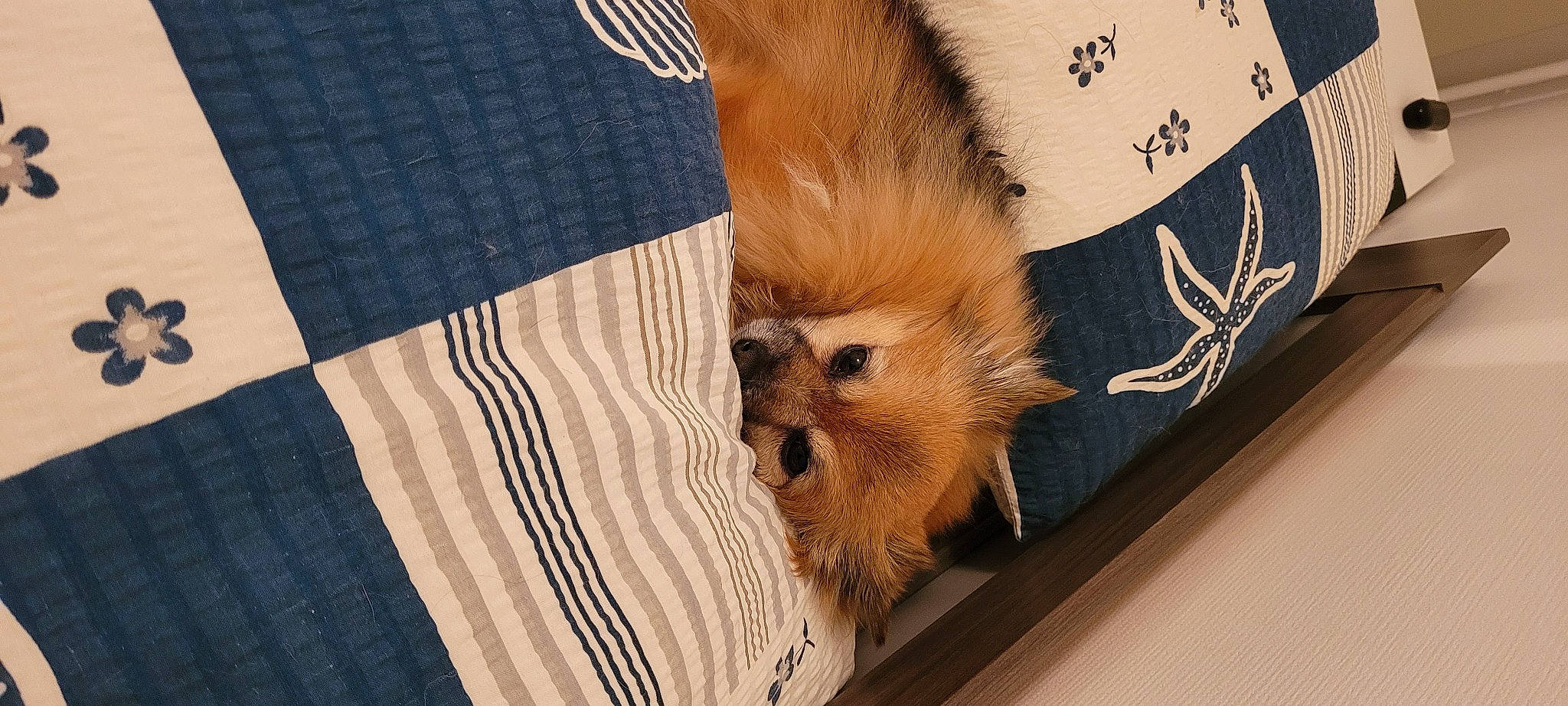 Masha participe au concours pour gagner de l'argent avec cette photo : brown, canidae, carnivore, claw, companion_dog, dog_breed, electric_blue, eyelash, fawn, felidae, fur, linens, pattern, small_to_medium_sized_cats, snout, terrestrial_animal, whiskers, wildlife, wood, woven_fabric