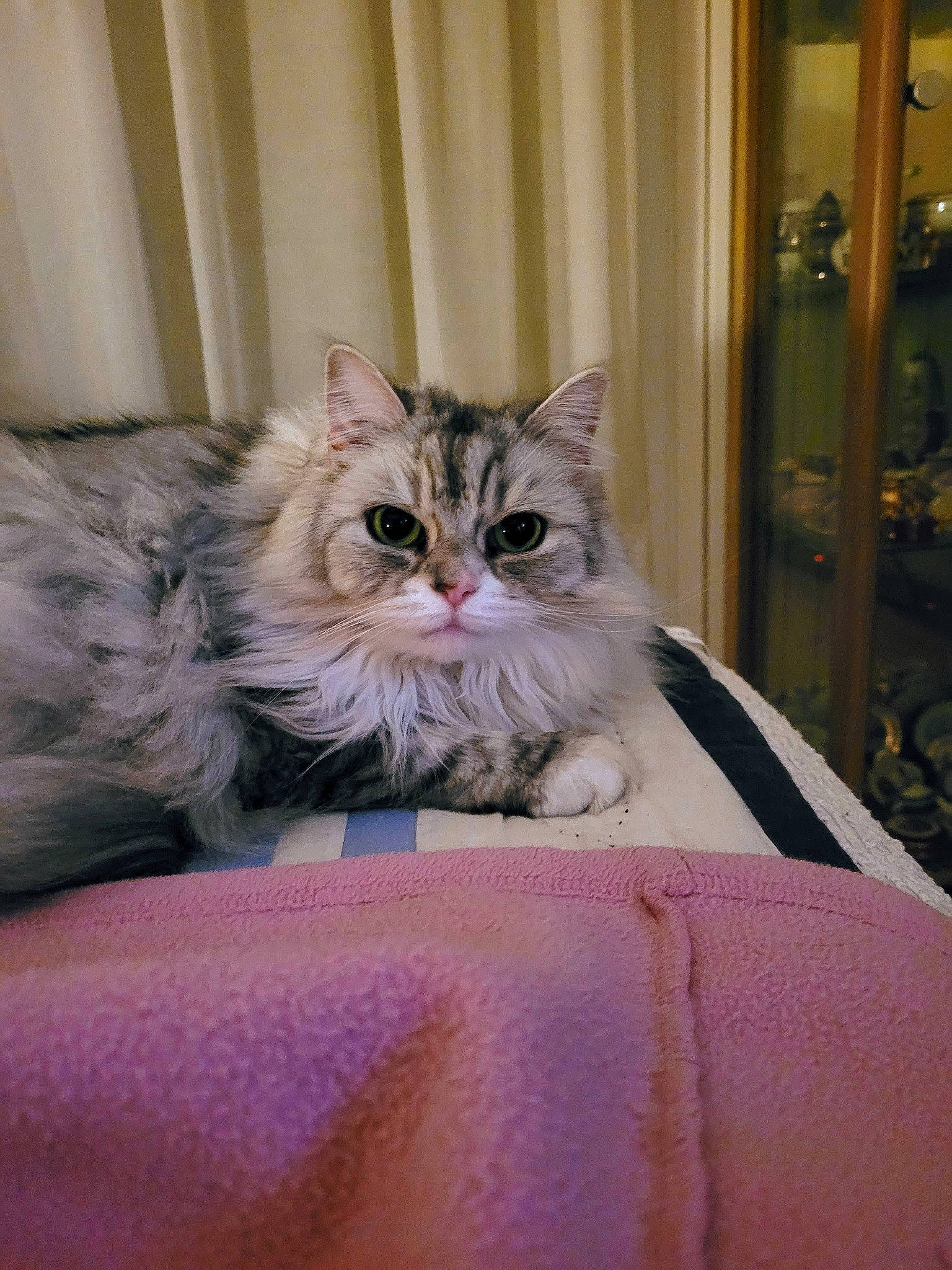 Shana participe au concours pour gagner de l'argent avec cette photo : british_longhair, carnivore, cat, chair, claw, comfort, domestic_short_haired_cat, door, drawer, fawn, felidae, fur, maine_coon, plant, sitting, small_to_medium_sized_cats, terrestrial_animal, tree, whiskers, wood