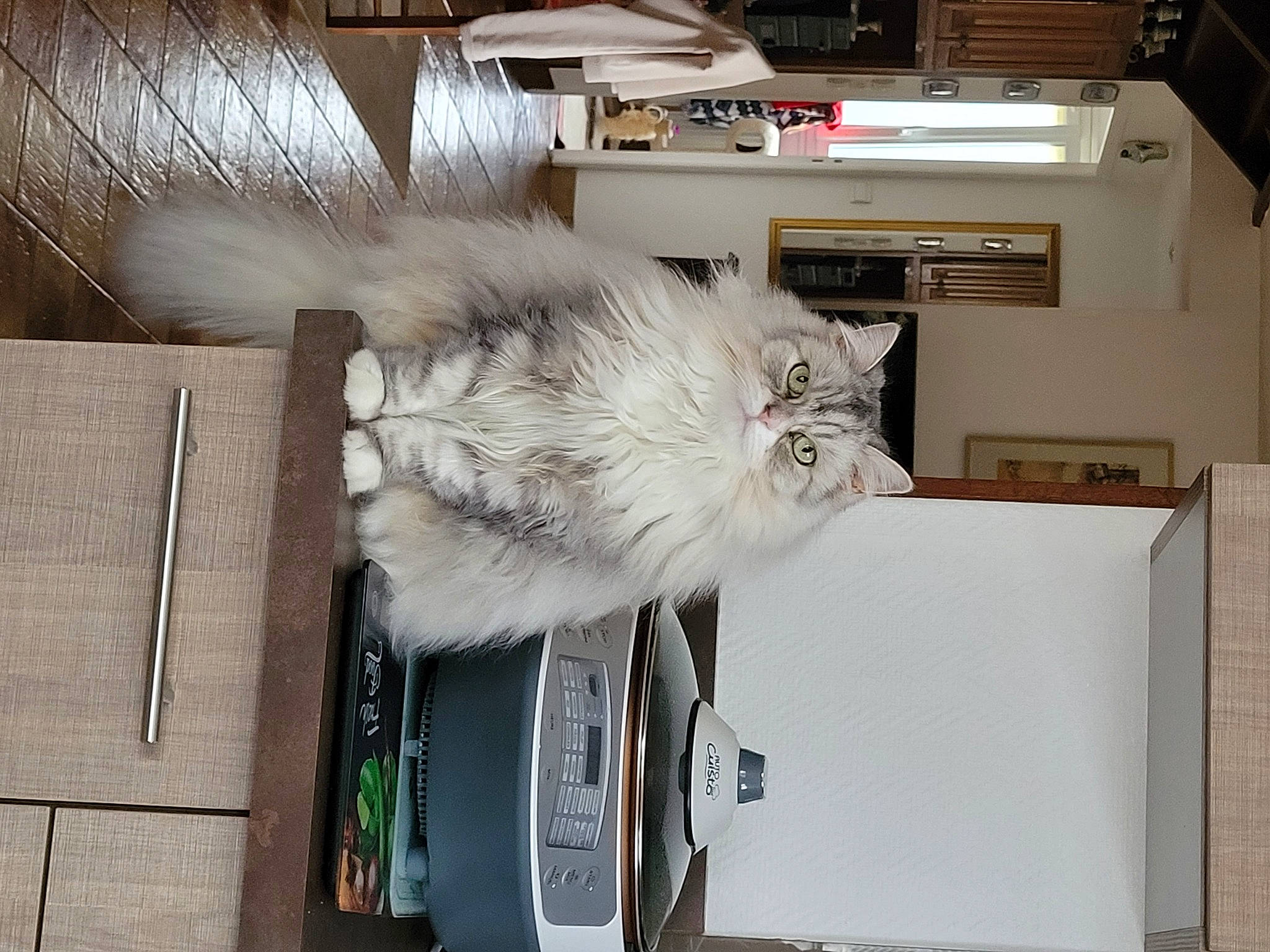 Shana participe au concours pour gagner de l'argent avec cette photo : box, cat, felidae, fur, natural_material, small_to_medium_sized_cats, tail, whiskers