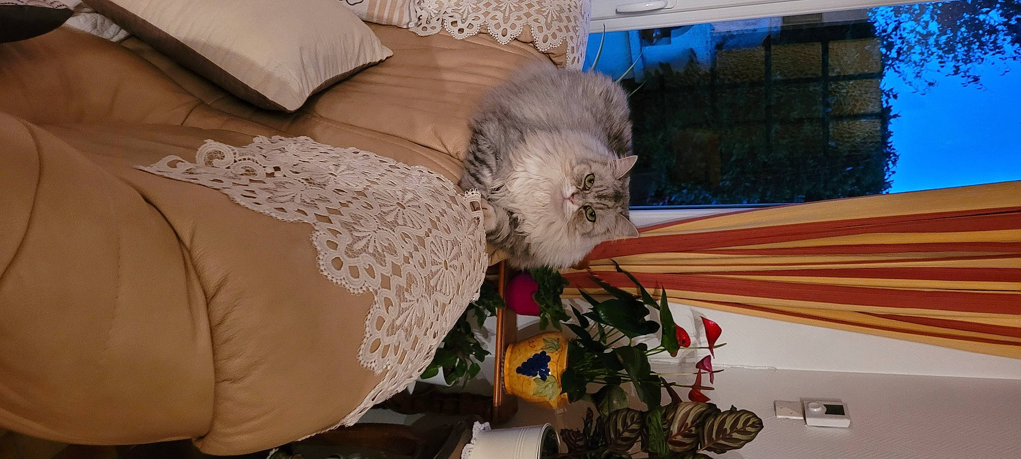 Shana a rejoint le concours — aidez-le/la à gagner de superbes lots ! art, beak, comfort, cut_flowers, event, feather, felidae, floral_design, floristry, flower, flower_arranging, fur, house, linens, plant, room, small_to_medium_sized_cats, textile, wing, wood