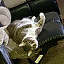Smokey is registered to the contest to win money with this photo: animal, carpet, cat, cozy, curious, ears, footrest, furniture, gray_cat, home, indoor, leather, living_room, mammal, paw, pet, relaxed, upside_down, whiskers, white_cat