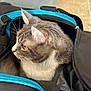 Smokey is registered to the contest to win money with this photo: animal, backpack, cat, closeup, comfort, cozy, curious, domestic_animal, ears, feline, fur, gray_cat, indoor, pet, resting, side_view, whiskers, white_cat, yellow_eyes, zipper