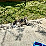 animal, backyard, blue_bowl, cat, concrete, daylight, domestic_cat, grass, gray_cat, lying_down, nature, outdoor, pet_bowl, relaxed, shadow, step, sunlight, tree_shadow, white_cat, wooden_fence