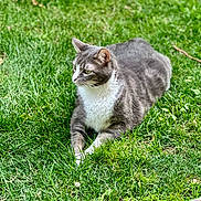 Smokey joined the competition — help win amazing prizes! cat, gray_cat, white_cat, grass, outdoor, pet, animal, feline, relaxed, nature, daylight, greenery, lawn, resting, fur, whiskers, ears, paws, side_view, sunlight