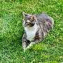 cat, gray_cat, white_cat, grass, outdoor, pet, animal, feline, relaxed, nature, daylight, greenery, lawn, resting, fur, whiskers, ears, paws, side_view, sunlight