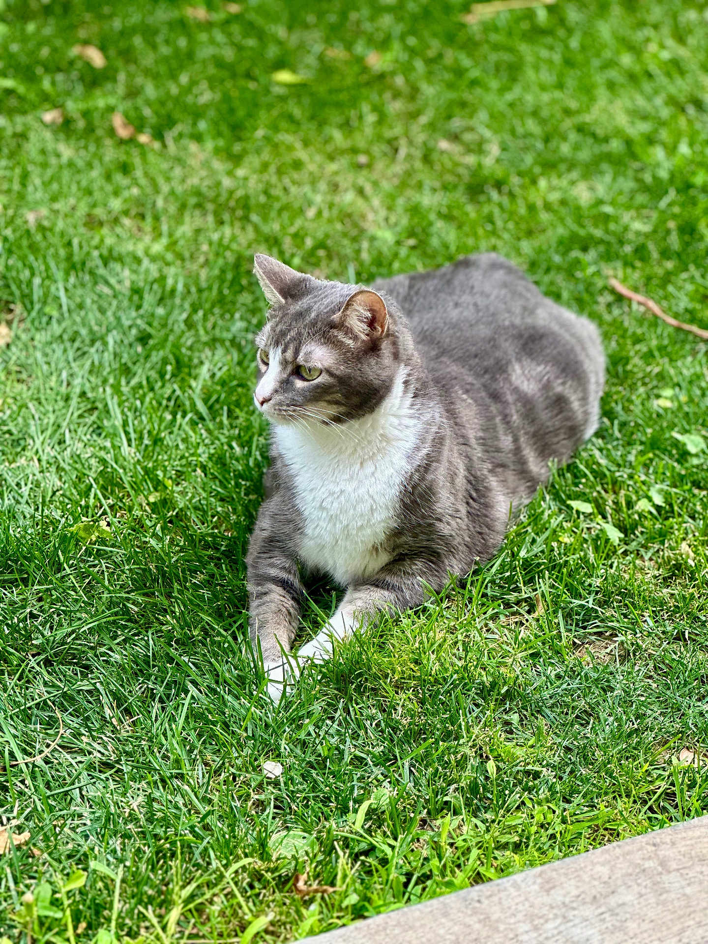 Smokey joined the competition — help win amazing prizes! cat, gray_cat, white_cat, grass, outdoor, pet, animal, feline, relaxed, nature, daylight, greenery, lawn, resting, fur, whiskers, ears, paws, side_view, sunlight