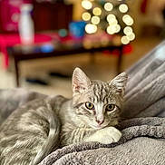 Smokey joined the competition — help win amazing prizes! animal, blanket, blurred_background, bokeh, cat, christmas_tree, cozy, cute, fur, fur_pattern, gray_tabby, indoor, kitten, lights, paw, pet, relaxed, resting, soft_texture, whiskers