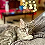 animal, blanket, blurred_background, bokeh, cat, christmas_tree, cozy, cute, fur, fur_pattern, gray_tabby, indoor, kitten, lights, paw, pet, relaxed, resting, soft_texture, whiskers