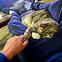 animal, bowl, carpet, casual, cat, comfort, cozy, fur, furniture, hand, holding, indoor, lap, living_room, pajamas, person, pet, relaxing, resting, slippers