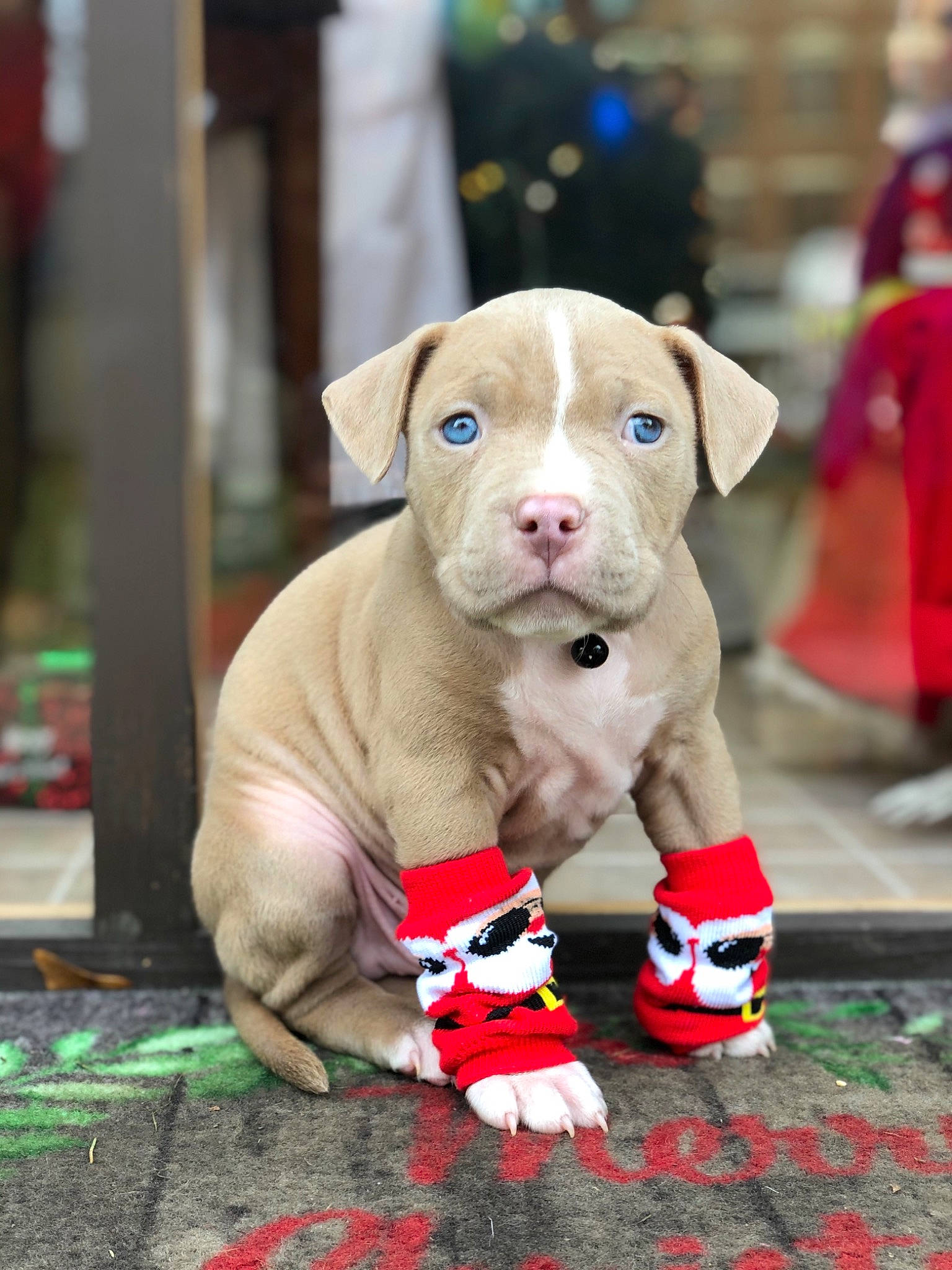 Bronx is registered to the contest to win money with this photo: american_bulldog, american_pit_bull_terrier, american_staffordshire_terrier, canidae, carnivore, companion_dog, dog, dog_breed, dogo_argentino, fawn, mammal, non_sporting_group, pit_bull, puppy, rare_breed_dog, snout, sporting_group, vertebrate