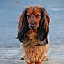 Oslo participe au concours pour gagner de l'argent avec cette photo : dog, dachshund, long_hair, pet, animal, outdoor, portrait, brown, ears, fur, cute, canine, looking, standing, close_up, ground, nature, leash, collar, expression