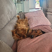 Oslo a rejoint le concours — aidez-le/la à gagner de superbes lots ! dog, brown_dog, couch, pillows, living_room, relaxed, pet, fur, indoor, resting, cozy, home, furniture, sunlight, canine, sleeping, comfort, domestic_animal, cute, fluffy