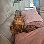 dog, brown_dog, couch, pillows, living_room, relaxed, pet, fur, indoor, resting, cozy, home, furniture, sunlight, canine, sleeping, comfort, domestic_animal, cute, fluffy