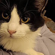 Wheezy joined the competition — help win amazing prizes! animal, black_and_white, blanket, cat, close_up, curious, cute, domestic_cat, feline, fur, indoor, looking, mammal, paw, pet, portrait, resting, soft, whiskers, yellow_eyes
