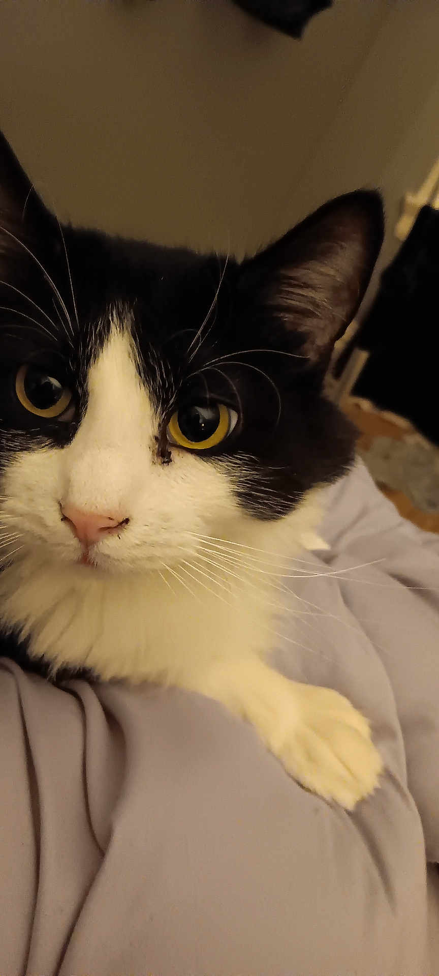 Wheezy