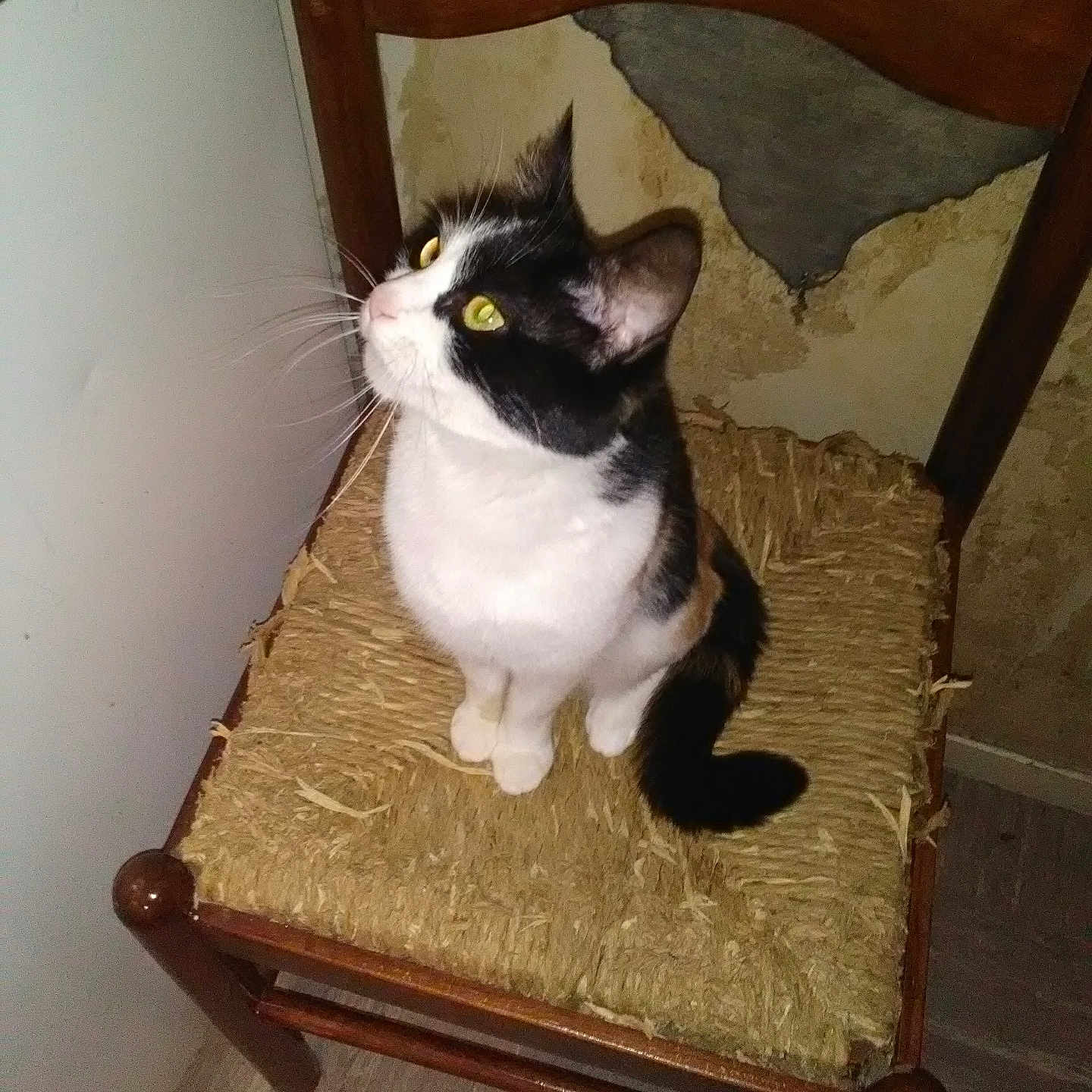 Milka