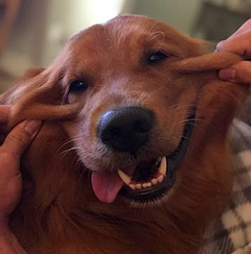 Benny joined the competition — help win amazing prizes! canidae, carnivore, companion_dog, dog, dog_breed, ear, fawn, fur, happy, jaw, liver, puppy_love, retriever, selfie, smile, snout, sporting_group, whiskers, wood, working_animal