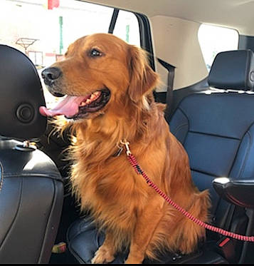 Benny joined the competition — help win amazing prizes! auto_part, automotive_exterior, automotive_lighting, automotive_mirror, car, car_seat, car_seat_cover, carnivore, collar, companion_dog, dog, dog_breed, dog_collar, door, motor_vehicle, snout, sporting_group, vehicle, vehicle_door, windshield