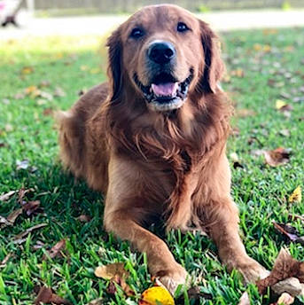 Benny is registered to the contest to win money with this photo: ball, canidae, carnivore, companion_dog, dog, dog_breed, fruit, fur, golden_retriever, grass, gun_dog, happy, liver, retriever, snout, sporting_group, terrestrial_animal, whiskers, working_animal, working_dog