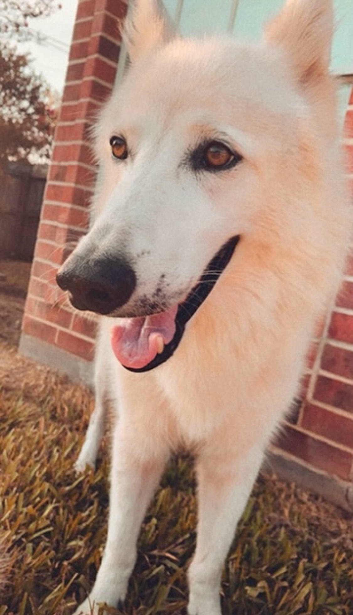 Zues joined the competition — help win amazing prizes! brick, brickwork, canidae, carnivore, collar, companion_dog, dog, dog_breed, dog_collar, fawn, fur, jaw, mammal, pet_supply, snout, sporting_group, vertebrate, whiskers, whiteboard, working_animal