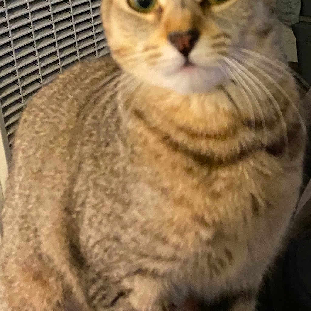 Maggie joined the competition — help win amazing prizes! animal, cat, closeup, curious, domestic, ears, eyes, feline, fur, furniture, household, indoor, looking, mammal, pet, portrait, sitting, tabby, vent, whiskers