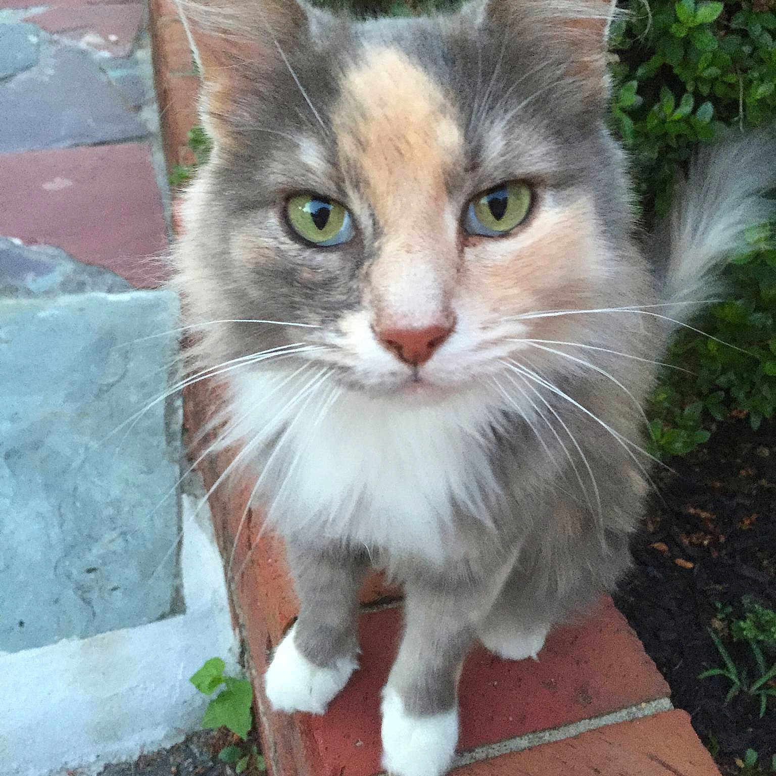Maya