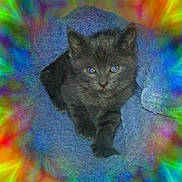 Ash is registered to the contest to win money with this photo: animal, blue_towel, cat, colorful_border, cozy, cute, ears, eyes, feline, fur, gray_cat, indoor, kitten, paw, pet, portrait, rainbow_effect, towel, whiskers, young_cat