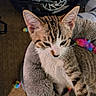 Milo is registered to the contest to win money with this photo: kitten, tabby, cat, pet_bed, toy, colorful_toy, feline, indoor, cozy, sleepy, plush, gray, animal, young_cat, closeup, resting, whiskers, ears, carpet, background