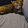 Milo is registered to the contest to win money with this photo: cat, kitten, tabby, couch, sofa, pet, resting, sleepy, feline, indoor, cozy, fur, animal, cute, domestic, relaxing, whiskers, ears, paw, home