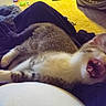 Milo is registered to the contest to win money with this photo: animal, blurry, carpet, cat, closeup, cozy, cute, feline, fur, home, indoor, kitten, lap, pet, relaxing, resting, sleepy, soft, toy, yawning