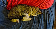 Milo is registered to the contest to win money with this photo: animal, bed, blanket, blue, cat, cozy, cute, domestic, fur, indoor, kitten, paw, pet, red, relaxation, resting, sheet, sleeping, tabby, whiskers