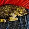 animal, bed, blanket, blue, cat, cozy, cute, domestic, fur, indoor, kitten, paw, pet, red, relaxation, resting, sheet, sleeping, tabby, whiskers
