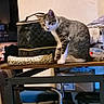 bag, brown, cat, chair, cozy, curious, domestic_animal, furniture, household, indoor, leopard_print, looking, pet, pouch, room, sitting, striped, tabby_cat, table, white