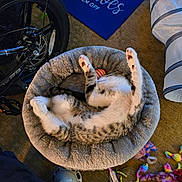 Milo is registered to the contest to win money with this photo: cat, tabby, pet_bed, sleeping, paw, toy, colorful_toy, bike_wheel, blue_mat, carpet, indoor, cozy, feline, relaxed, stretching, fur, whiskers, claws, foot, home