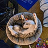 cat, tabby, pet_bed, sleeping, paw, toy, colorful_toy, bike_wheel, blue_mat, carpet, indoor, cozy, feline, relaxed, stretching, fur, whiskers, claws, foot, home