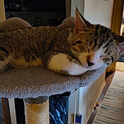 Milo is registered to the contest to win money with this photo: animal, carpet, cat, cat_perch, cozy, face, feline, fur, hallway, home, indoor, nap, paw, pet, resting, sleeping, soft, striped, tabby, toy