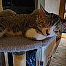 animal, carpet, cat, cat_perch, cozy, face, feline, fur, hallway, home, indoor, nap, paw, pet, resting, sleeping, soft, striped, tabby, toy