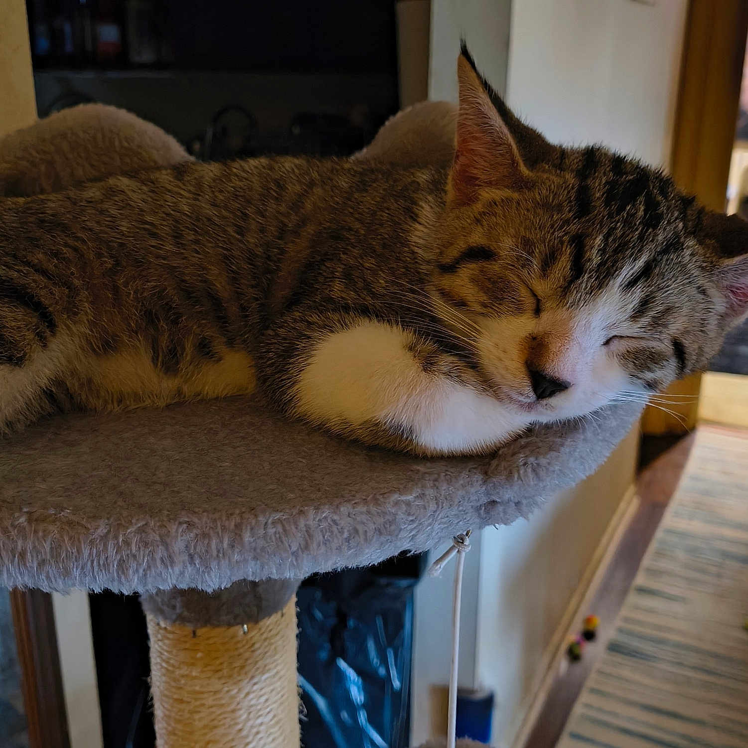 Milo