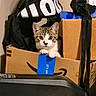 animal, bag, brown, cardboard_box, cat, curious, eyes, face, feline, household, indoor, kitten, looking, paws, pet, sitting, storage, striped, tape, white