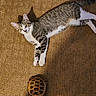 animal, brown, carpet, cat, closeup, companion, curious, cute, domestic_animal, floor, indoor, lying_down, pet, slow_mover, tabby_cat, texture, tortoise, unexpected_pair, white, wide_eyes