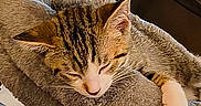 Milo joined the competition — help win amazing prizes! cat, tabby, sleeping, pet_bed, cozy, feline, fur, indoor, resting, animal, cute, relaxed, paw, whiskers, striped, soft, nap, domestic, comfort, bed