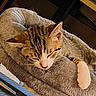 cat, tabby, sleeping, pet_bed, cozy, feline, fur, indoor, resting, animal, cute, relaxed, paw, whiskers, striped, soft, nap, domestic, comfort, bed