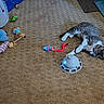 animal, blue_light, carpet, cat, colorful, curious, feline, floor, household, indoor, interactive_toy, paw, pet, pet_toys, playful, plush_toy, relaxed, string_toy, tabby_cat, toy