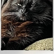 Binxs joined the competition — help win amazing prizes! animal, app_ui, black_cat, buttons, cat, closeup, crop_tool, digital, editing_interface, feline, fluffy, indoor, pet, photo_editing, portrait, relaxed, screen, technology, text_overlay, whiskers