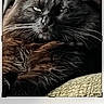 animal, app_ui, black_cat, buttons, cat, closeup, crop_tool, digital, editing_interface, feline, fluffy, indoor, pet, photo_editing, portrait, relaxed, screen, technology, text_overlay, whiskers