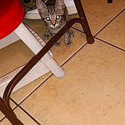 Kenny joined the competition — help win amazing prizes! kitten, cat, tabby, floor, tile, chair, table, shoe, sneaker, indoor, pet, animal, curious, legs, brown, white, small, cute, playful, flash
