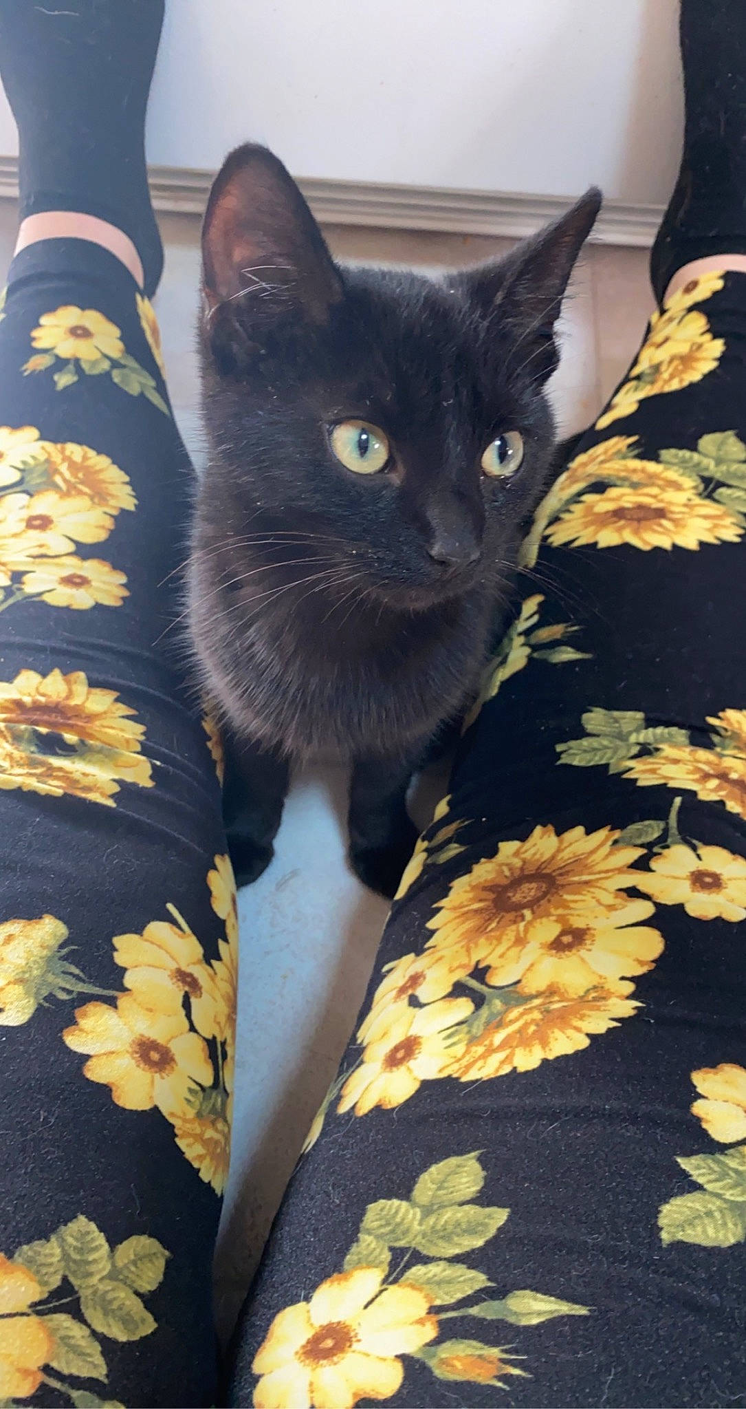 Ballz is registered to the contest to win money with this photo: black, black_cat, box, carnivore, cat, cat_supply, comfort, domestic_short_haired_cat, felidae, fur, grey, linens, pattern, paw, plant, small_to_medium_sized_cats, snout, tail, whiskers, window