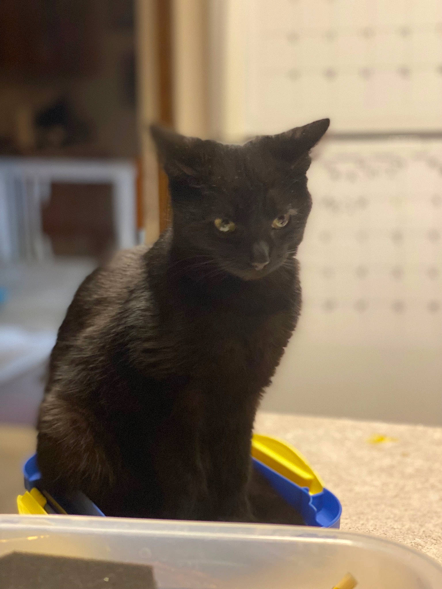 Ballz joined the competition — help win amazing prizes! animal_feed, black_cat, carnivore, cat, cat_supply, claw, domestic_short_haired_cat, felidae, flooring, fur, mammal, pet_supply, plate, serveware, small_to_medium_sized_cats, snout, tableware, tail, vertebrate, whiskers