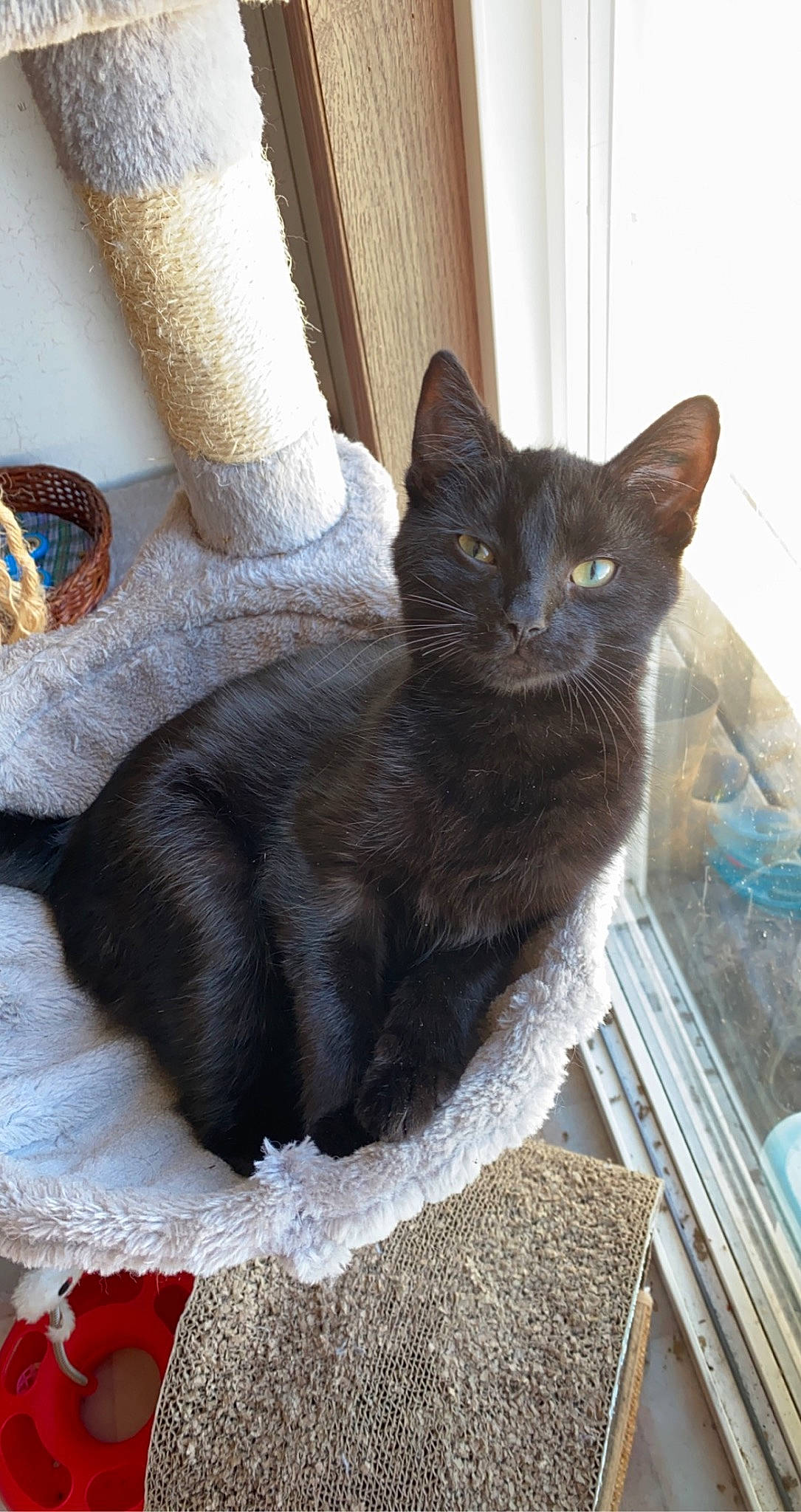 Ballz is registered to the contest to win money with this photo: black_cat, bombay, carnivore, cat, cat_furniture, cat_supply, claw, comfort, domestic_short_haired_cat, felidae, fur, grey, havana_brown, pet_supply, small_to_medium_sized_cats, tail, terrestrial_animal, whiskers, window, wood