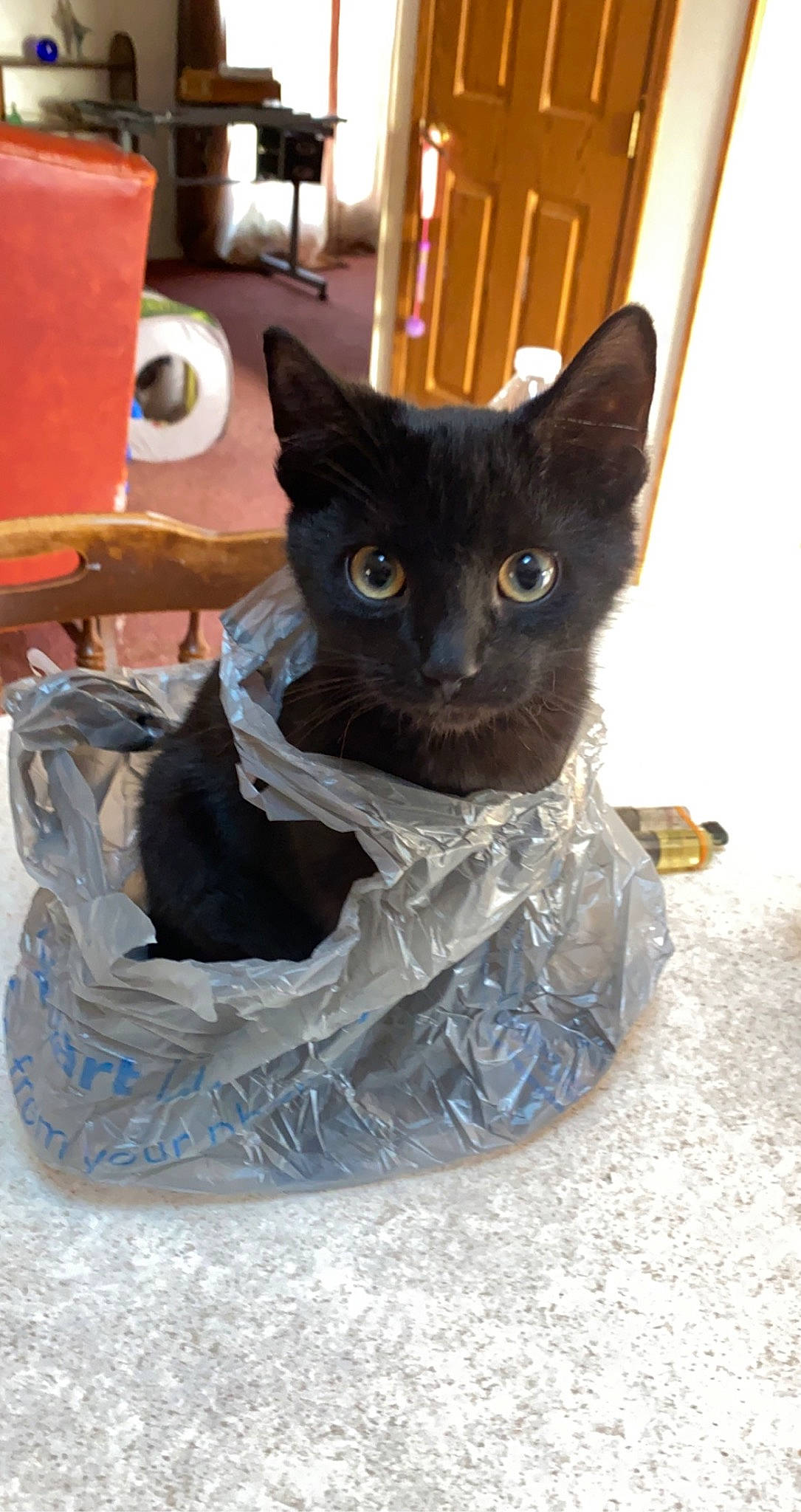 Ballz joined the competition — help win amazing prizes! art, black_cat, bombay, carnivore, cat, cat_bed, cat_supply, comfort, domestic_short_haired_cat, felidae, fur, grey, mug, serveware, small_to_medium_sized_cats, snout, tableware, tail, whiskers, wood